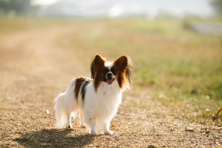 En glad phalene hund står på en grusvej omgivet af grønne områder med blødt naturligt lys i baggrunden