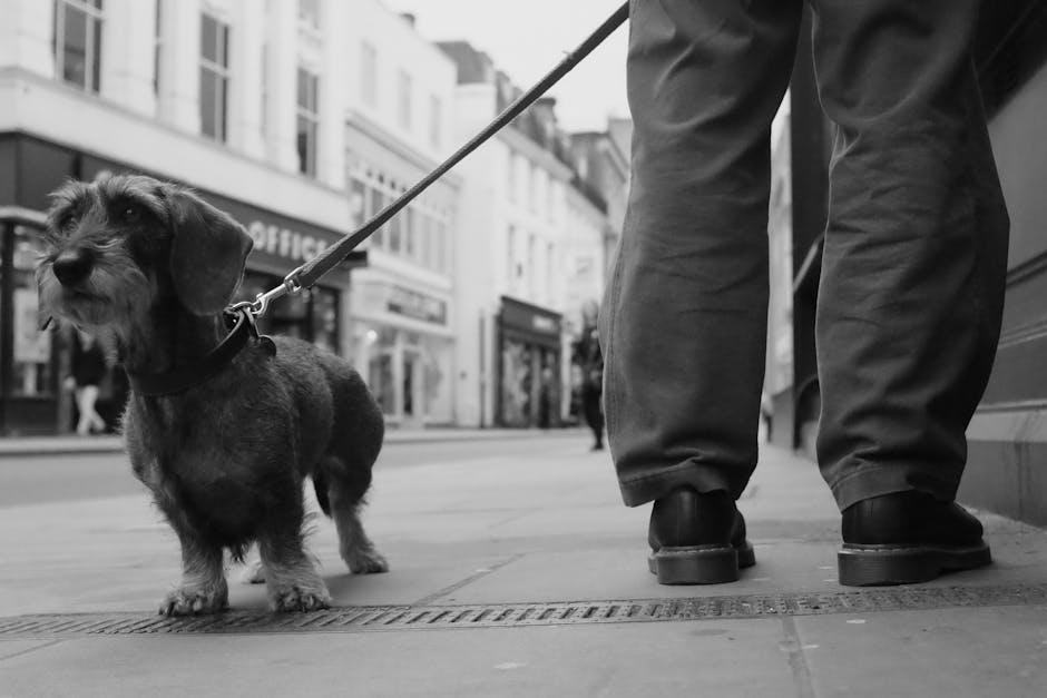 En person står på en fortov med en hund i snor foran dem, i en gade med butikker i baggrunden. Billedet er i sort-hvid og fanger øjeblikket fra en lav vinkel, hvor hunden ser op mod personen. Hundens pels er stribet og dens øjne er opmærksomme. Personen bærer grå bukser og sorte sko.