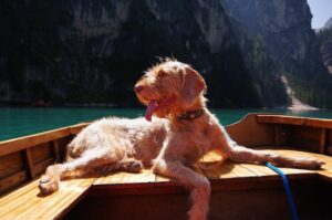 En podenco canario ligger afslappet i en båd med trædæk, omgivet af klart blåt vand og dramatiske fjelde i baggrunden, hundens tunge hænger ud af munden og solen skinner ned på den.
