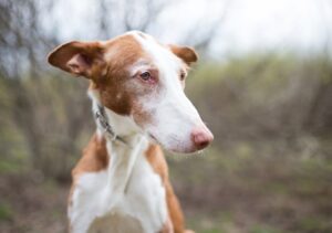 En podenco ibicenco med rød og hvid pels sidder oprejst i naturen med et blødt udtryk i ansigtet, omgivet af uskarpe grene og græs背景
