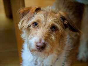 En podengo portugisisk hund med krøllet pels og udtryksfulde øjne står i stuen med træmøbler omkring sig
