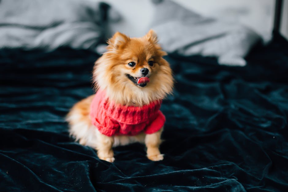 En pomeranian-hund iført en rød striktrøje står på en blød, mørk overflade og sætter sin tunge ud, som om den er glad eller nysgerrig