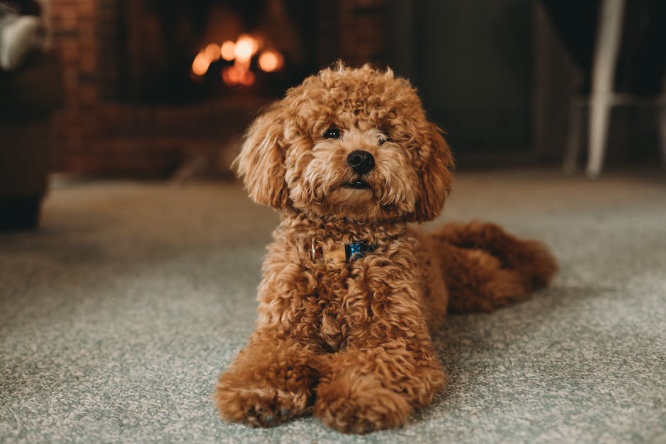 En brun puddelhund ligger afslappet på en blød tæppe, med en baggrund af en varm pejs. Hunden har krøllet pels og ser venlig ud, mens den kigger op mod kameraet.