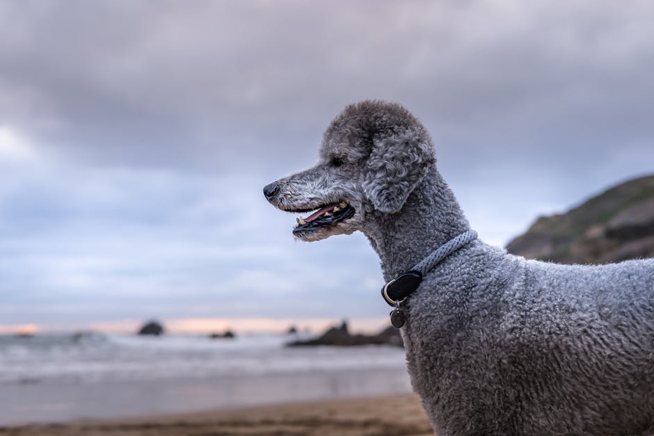 En grå puddel står på stranden og kigger mod horisonten under en himmel fyldt med skyer. Hunden har en lysere pels og en halsbånd i flere nuancer. Baggrunden viser bølgerne fra havet og klipper, der fremstår slørede i det fjerne.