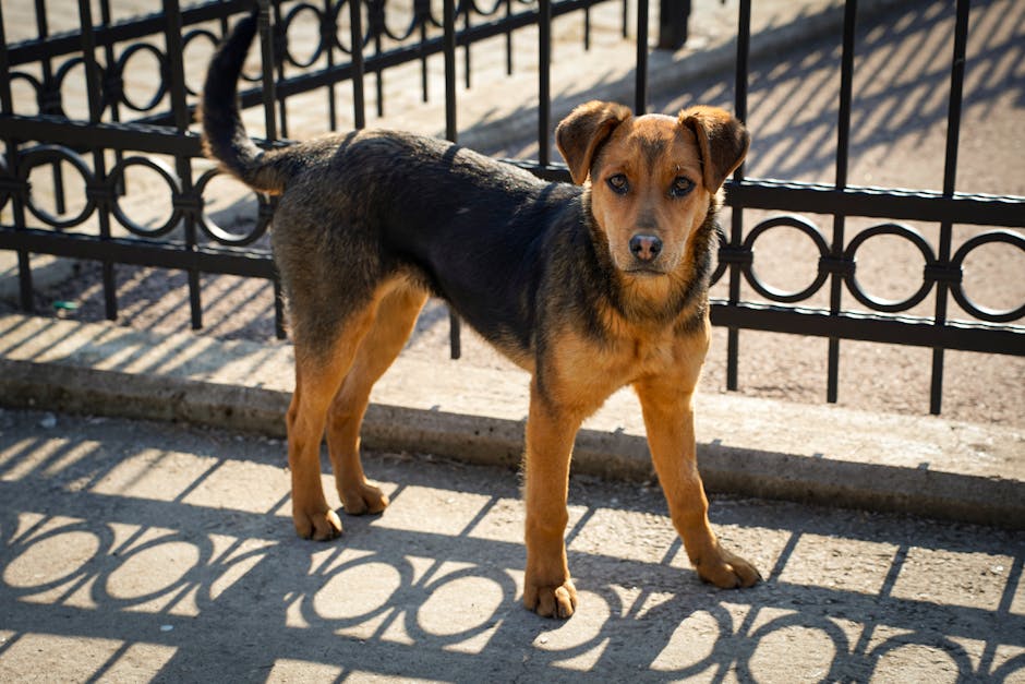 En pudelpointerhund står på en fortovskant med et sort og gult pelage og ser nysgerrigt frem mod kameraet foran en jernhegnshindring i sollys