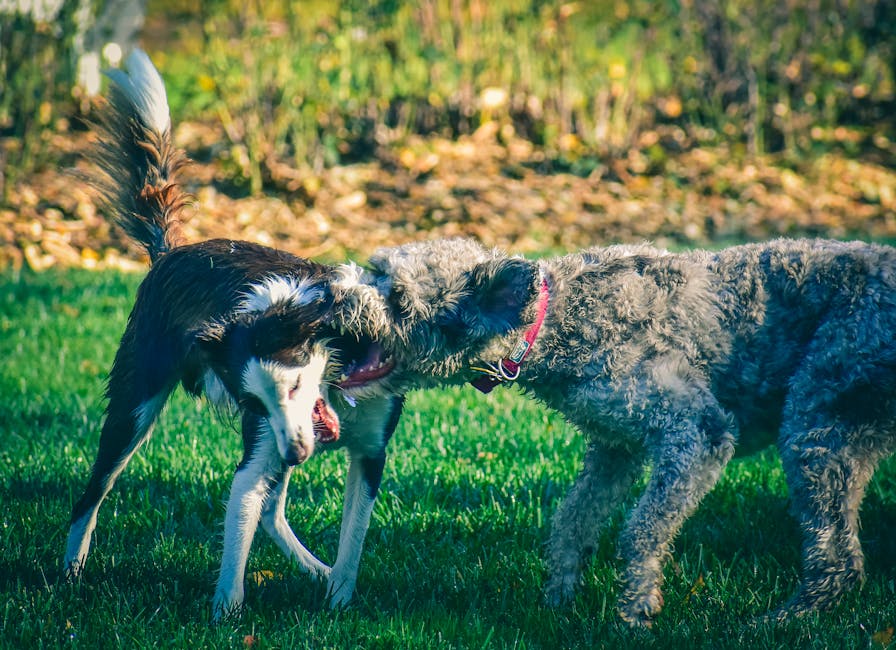 To hunde leger sammen på en græsklædt mark med blade i baggrunden den ene hund har en hvid og brun pels og den anden har en krøllet grå pels begge ser glade og energiske ud