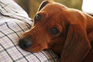 En rød hund med korte ører ligger afslappet på en persons skød, som er iført en ternet skjorte. Hundens store, brune øjne ser op mod kameraet, hvilket giver et indtryk af nærhed og tryghed.