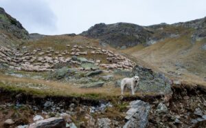 En pyrenæisk hyrdehund står på en klippe ved foden af en bakket landsegn hvor en stor flok får græsser i baggrunden omringet af bjerge under en overskyet himmel