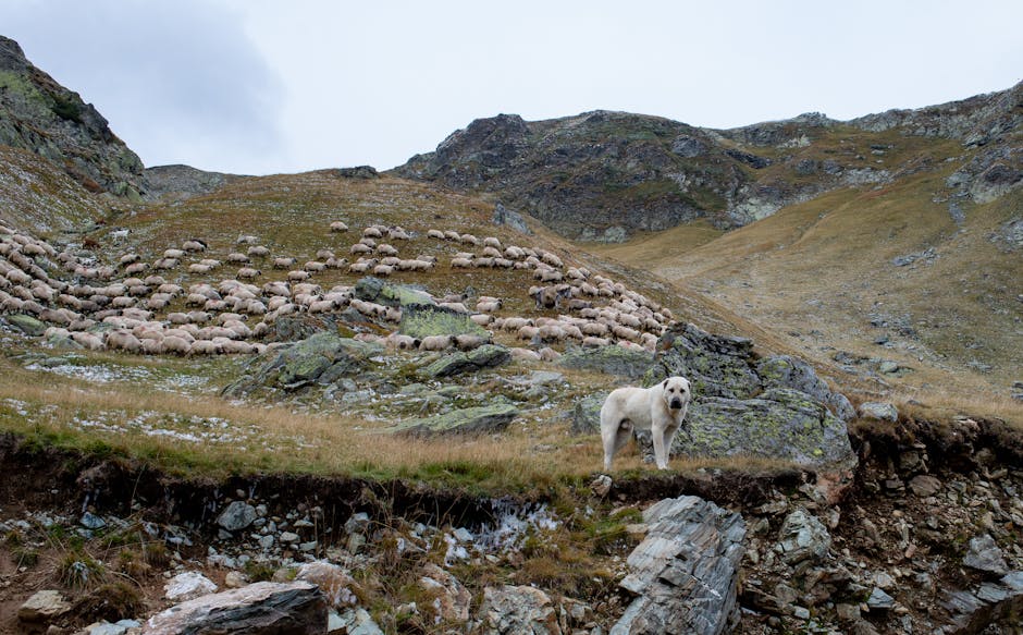 En hvid hund står på en klippe i forgrunden, mens en stor flok får bevæger sig op ad en bakke i baggrunden, omgivet af bjerglandskab under en skyet himmel.