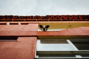 En hund kigger ud fra et vindue i en bygning med rød facade under en skyet himmel.