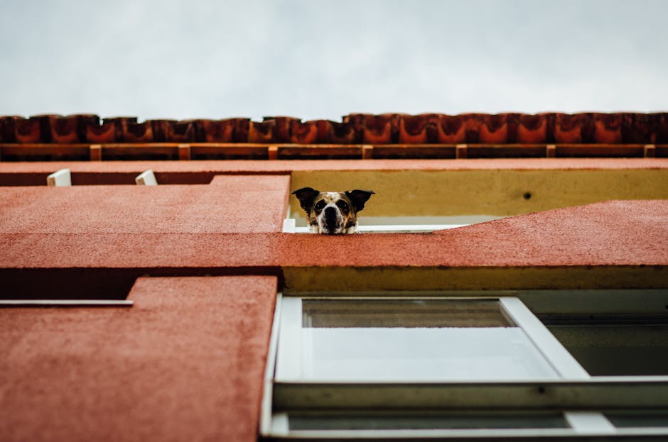 En hund kigger ud fra et vindue i en bygning med rød facade under en skyet himmel.