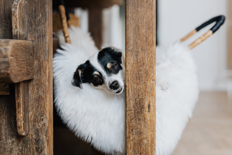 En ratterrier ligger afslappet og delvist skjult mellem to træstolper, med et blødt, hvidt tæppe om sig. Hunden har en sort og hvid pels og ser ud til at slappe af med en afslappet ansigtsudtryk. I baggrunden ses et hyggeligt indendørs miljø.