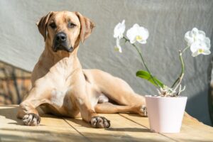 En Rhodesian Ridgeback hund ligger afslappet på en træoverflade med sin opmærksomme blik rettet mod kameraet mens en hvid orkide i en pink potte står ved siden af den