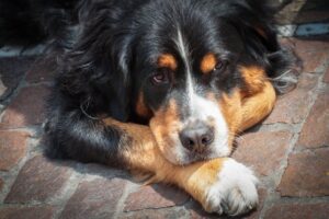 En sort og brun hund med fluffy pels ligger afslappet på en brostensbelagt vej med sine forpoter hvilende under hagen og ser direkte ind i kameraet.