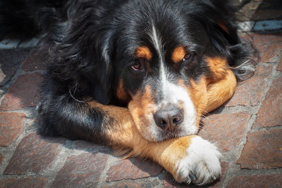 En sort og brun hund med fluffy pels ligger afslappet på en brostensbelagt vej med sine forpoter hvilende under hagen og ser direkte ind i kameraet.