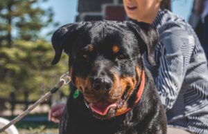 En Rottweiler med en venlig mine står foran en person i en grå stribet skjorte som sidder på en bænk i en park omkranset af træer og græs. Hunden har en orange halsbånd og ser glad ud med tungen ude.