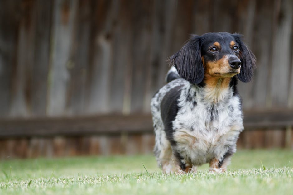 En sort og hvid plettet gravhund står på græsset med et opmærksomt udtryk i et naturskønt miljø med en træbaggrund
