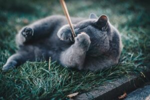 Grå kat, en Russian Blue, ligger på græsset og leger med en stang, mens den dækker sit ansigt med forpoterne