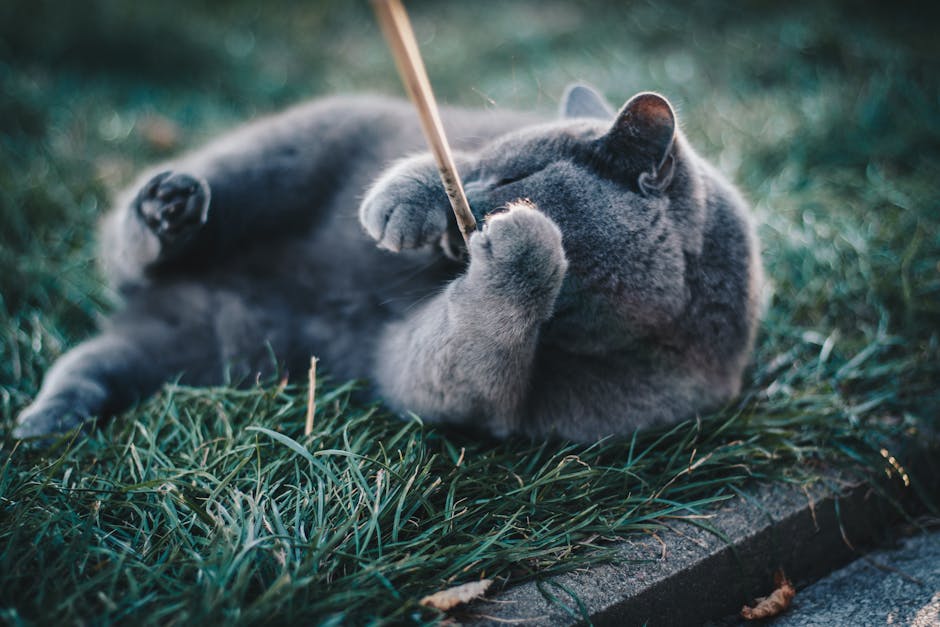 Grå kat, en Russian Blue, ligger på græsset og leger med en stang, mens den dækker sit ansigt med forpoterne