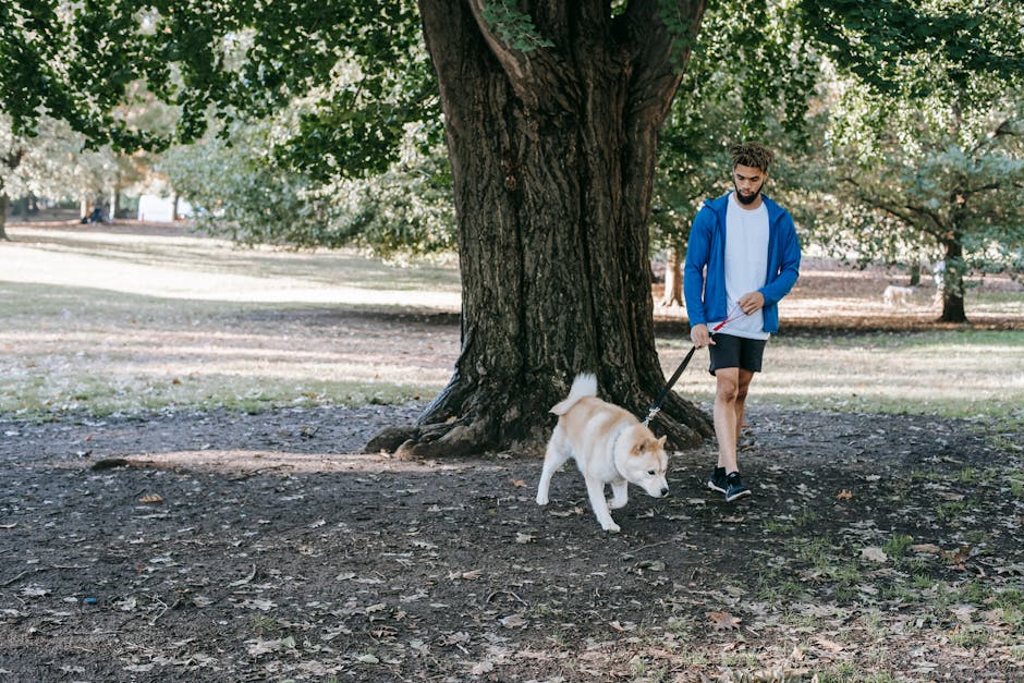 En mand går med en hund i en park under et stort træ, hunden er lys med en mørkere snude, og manden har en blå jakke og sorte shorts på