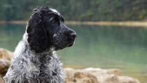 En russisk spaniel sidder ved bredden af en stille sø med en grøn baggrund, hundens pels er våd og krøllet, og den ser fokuseret ud mod venstre.