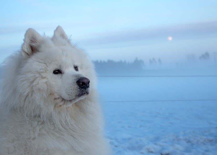 En hvid samojedehund står i sneen med en tåget baggrund og en svag morgenlys i horisonten hundens pels er fyldig og fluffy med en venlig udtryk i ansigtet