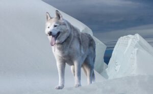 En Saarlooswolfhond står på isklædte klipper med en blålig himmel i baggrunden hunden har en lys pels med grå nuancer og tungen hængende ud af munden