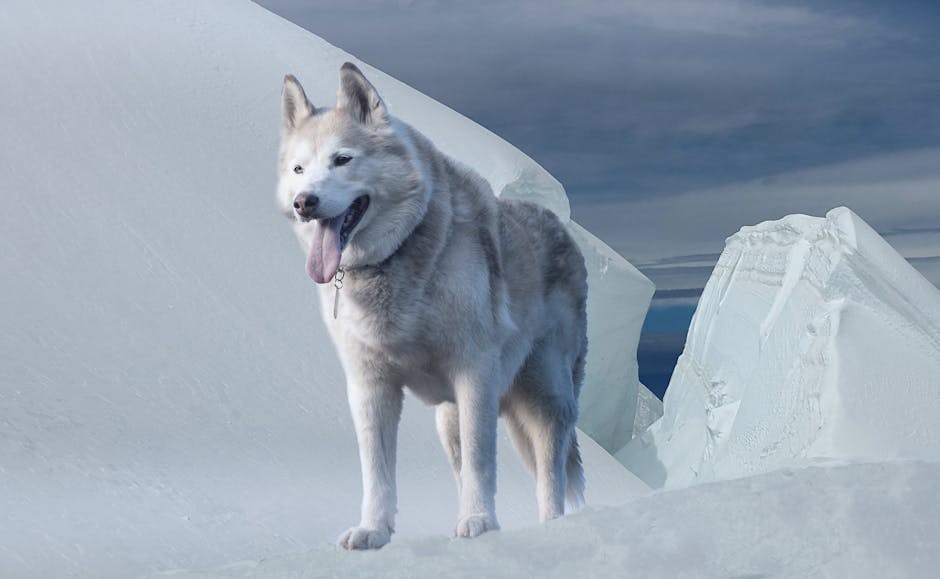 En Saarlooswolfhond står på isklædte klipper med en blålig himmel i baggrunden hunden har en lys pels med grå nuancer og tungen hængende ud af munden