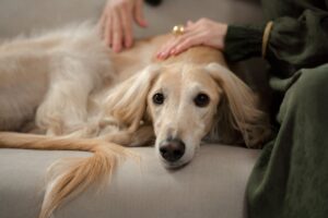 En saluki ligger afslappet på en sofa med en person, der kæler for den med en hånd, mens den ser op med et nysgerrigt udtryk. Hunden har en smuk, lys pels og lange ører, og sofaen er i neutrale farver.