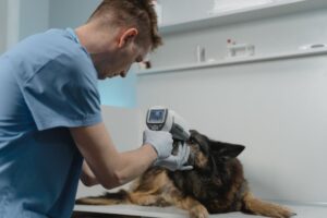 En dyrlæge i blå arbejdstøj undersøger en schæferhund med et termometer i en klinisk setting hunden ligger på et bord mens dyrlægen fokuserer på hundens hoved