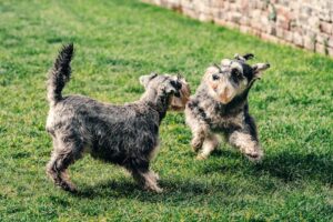 To hunde af racen schnauzer leger på en grøn græsplæne med en murstensvæg i baggrunden den ene hund står stille mens den anden hopper i luften med ører der stritter opad