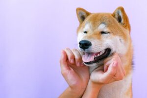 En glad hundehvalp med lysbrun pels smiler, mens hænder kærtegner dens ansigt foran en lys lilla baggrund.