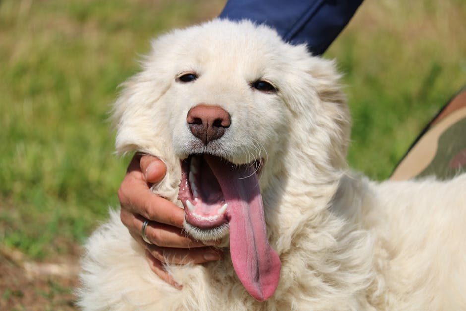 En hvid hund med lang pels og store ører står i en grøn græsmark, mens den rækker tungen ud og gaber, mens en hånd holder om dens ansigt.