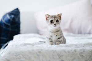 En sød selkirk rex killing med grå og hvide striber sidder på en hvid dyne i et lyst rum der har puder i forskellige farver i baggrunden