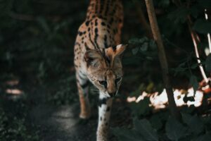 En serval kat går forsigtigt gennem et område med græs og buske mens sollyset filtrerer ned gennem bladene og skaber skygger