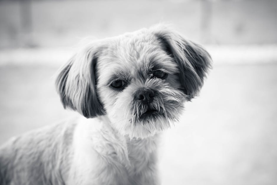 Et tæt billede af en shih tzu med blødt pels i sort og hvid farve, hunden ser nysgerrigt ind i kameraet med et udtryk af venlighed og også en smule eftertænksomhed.