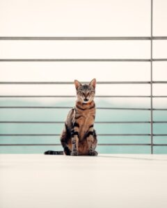 En kat sidder på en lys overflade med metalstænger i baggrunden og ser fremad. Katten har stribet pels og en opmærksom mine. Skoven og den klare himmel kan ses i baggrunden.