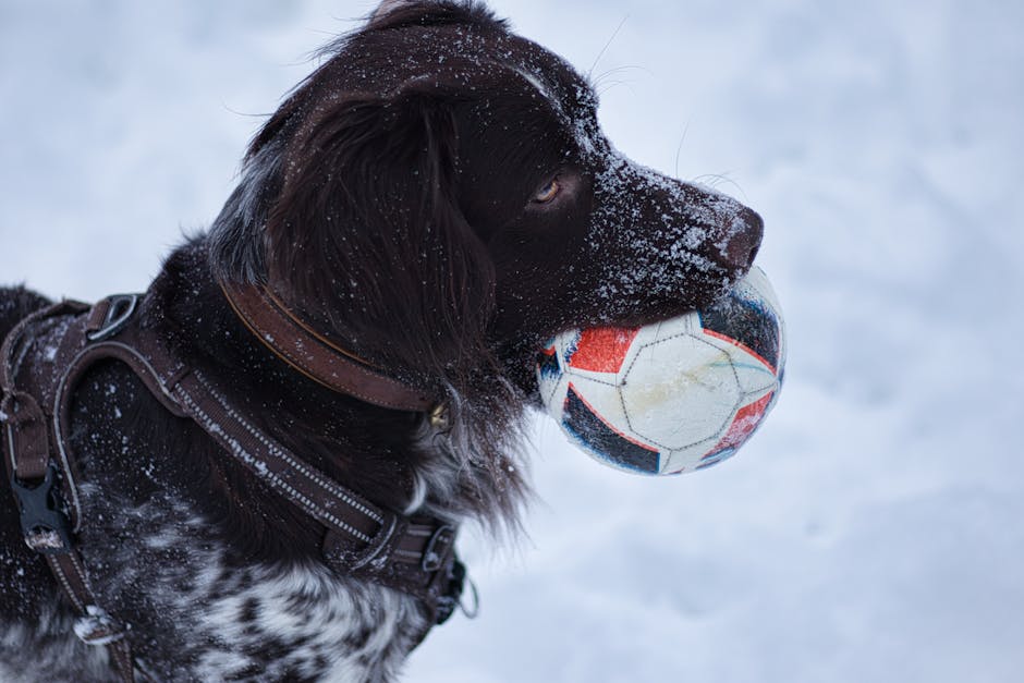 Hunden stabyhoun står i sneen med en fodbold i munden og har lidt sne på snuden