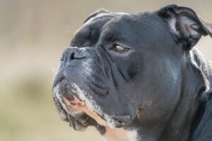 nærbillede af en sort hund med en kort pels og en kraftig kæbe hunden har et udtryksfuldt ansigt og en opmærksom mine baggrunden er sløret med naturlige farver