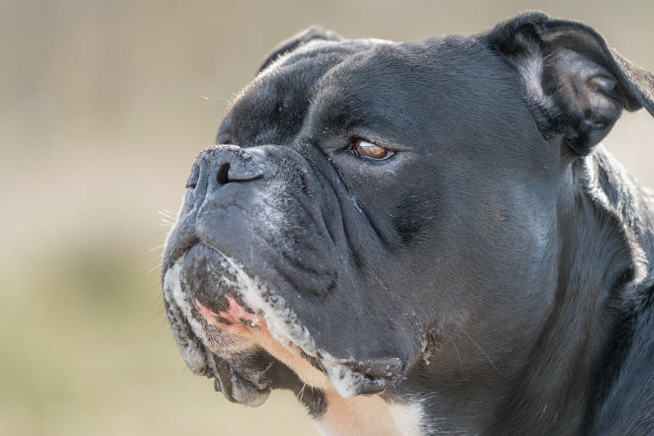 nærbillede af en sort hund med en kort pels og en kraftig kæbe hunden har et udtryksfuldt ansigt og en opmærksom mine baggrunden er sløret med naturlige farver