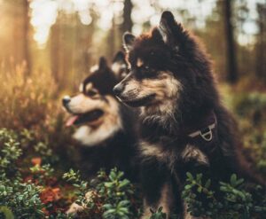 To billeder af svenske lapphunde, der sidder i en skov med grønne planter omkring dem, lys fra solen skinner gennem træerne, den ene hund ser mod venstre, mens den anden ser mod højre
