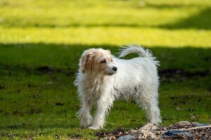 En Tenterfield Terrier står på en grøn græsplæne med fokusretning mod venstre, omgivet af natur med bløde, uklare baggrunde