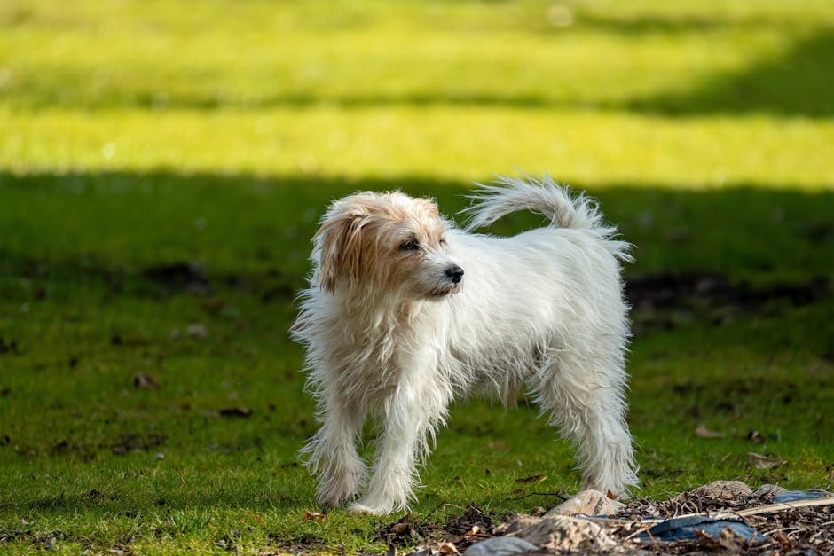 En Tenterfield Terrier står på en grøn græsplæne med fokusretning mod venstre, omgivet af natur med bløde, uklare baggrunde