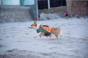 En thai bangkaew hund i en orange og grøn redningsvest løber hen over en sandstrand med en vandskulptur i baggrunden