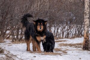 To hunde af racen tibetansk mastiff står i et snedækket område med buske i baggrunden den ene hund er sort med brune aftegninger og ser direkte ind i kameraet mens den anden hund er sort og bøjer sig ned for at lugte til jorden