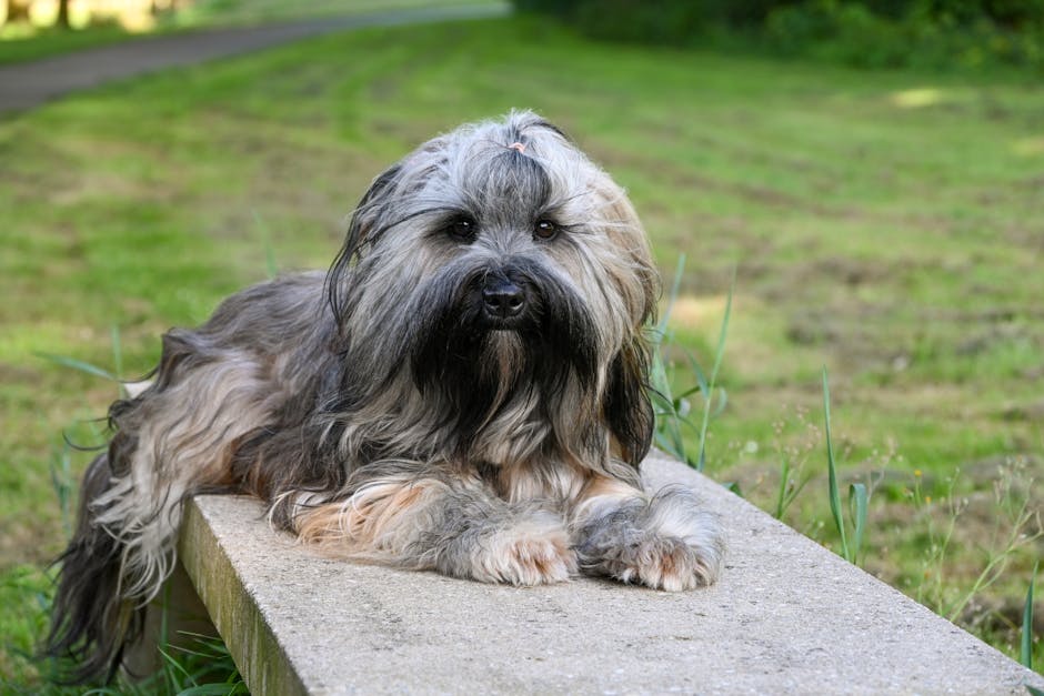 En tibetansk terrier ligger afslappet på en betonplade med grønne græsarealer i baggrunden hundens lange pels er blød og sparsommelig med en lys grå og brun nuancer hunden ser nysgerrigt mod kameraet med et venligt udtryk
