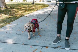 En hund iført en rødternet frakke går på en fortov omgivet af falmede blade, mens en person med sportstøj holder en snor i hånden.