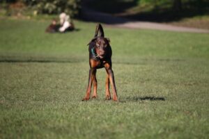 En tysk pinscher står på en grøn græsplæne med fronten mod kameraet mens den ser opmærksomt rundt omkring sig