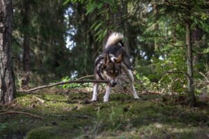 En vestsibirisk laika står på en skovbund dækket af mos og grene omgivet af træer, hundens pels er en blanding af grå og hvid med karakteristiske ører og en oprejst hale