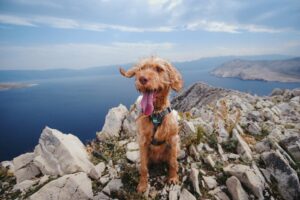 En veltrænet vizsla står på en klippe med udsigt over en sø og bjerge i baggrunden, hunden har tungt tunge og ser glad ud under en blå himmel med skyer